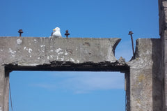 Birds of a Feather
