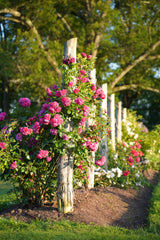 Life in Bloom