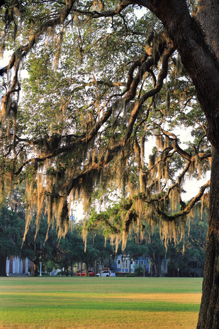 Spanish Moss Mornings